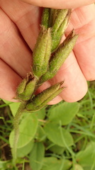Hypoxis rigidula