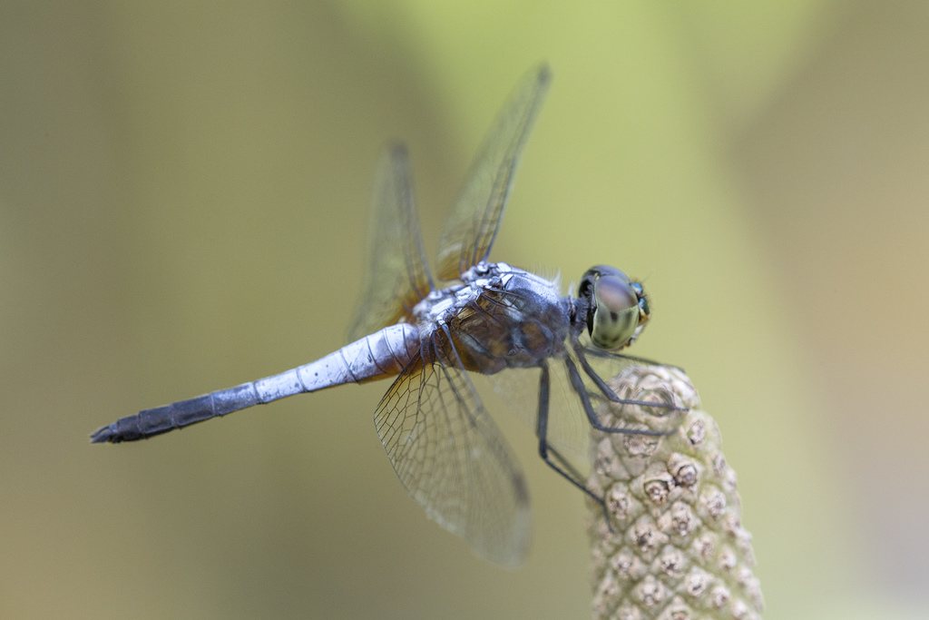 Oriental Blue Dasher