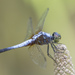 Oriental Blue Dasher - Photo (c) budak, some rights reserved (CC BY-NC)