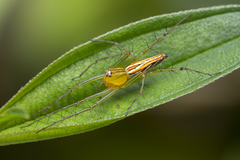 Oxyopes birmanicus
