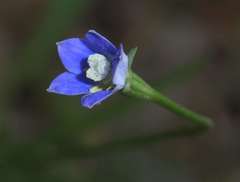 Wahlenbergia multicaulis