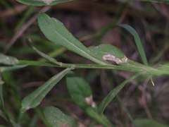 Wahlenbergia multicaulis