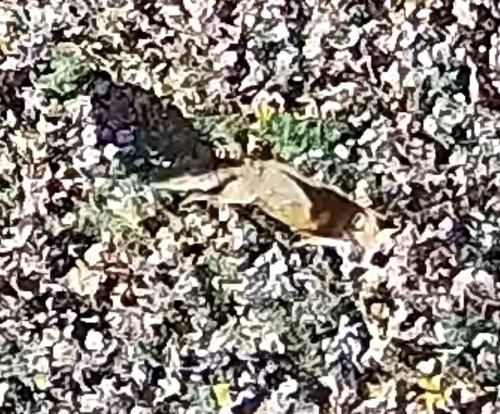 Vulpes vulpes photograph by the iNaturalist community