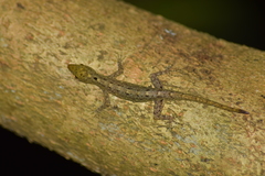 Cnemaspis littoralis