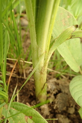 Hypoxis rigidula