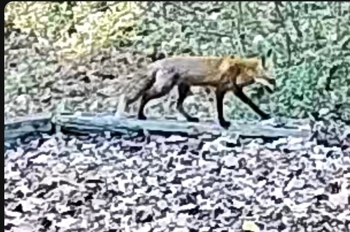 Vulpes vulpes photograph by the iNaturalist community