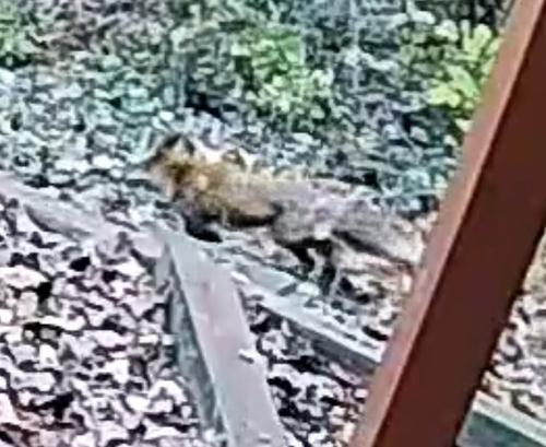 Vulpes vulpes photograph by the iNaturalist community