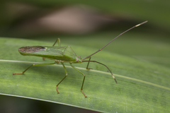 Homoeocerus graminis