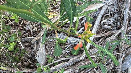 Euphorbia heterophylla observed 2026-10-29