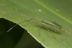 Homoeocerus graminis
