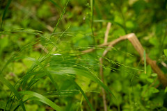 Festuca subverticillata