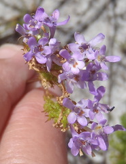 Pseudoselago ascendens