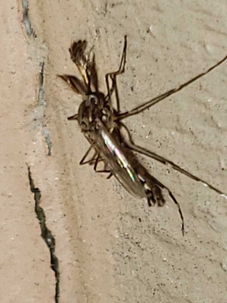 Woodland Pool Mosquito