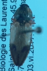 Stropenron hamata