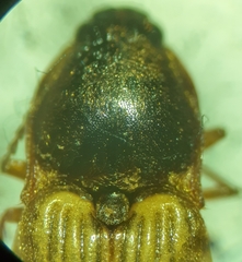 Stropenron hamata