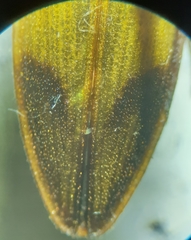 Stropenron hamata