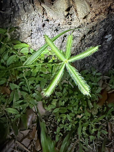 Dactyloctenium aegyptium observed 2026-10-29