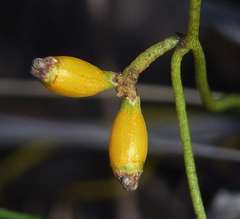 Cassytha glabella dispar