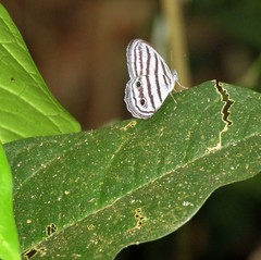 Caeruleuptychia brixius
