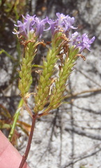 Pseudoselago ascendens
