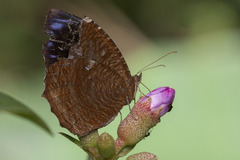 Elymnias hypermnestra beatrice