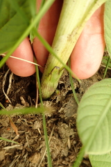 Hypoxis rigidula