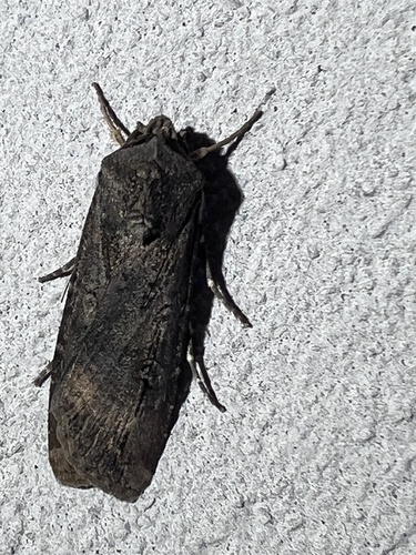 Agrotis ipsilon observed 2026-10-30