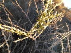 Tetradymia spinosa