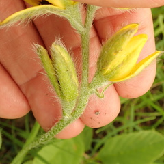 Hypoxis rigidula