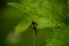 Tanyptera