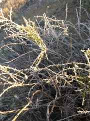 Tetradymia spinosa