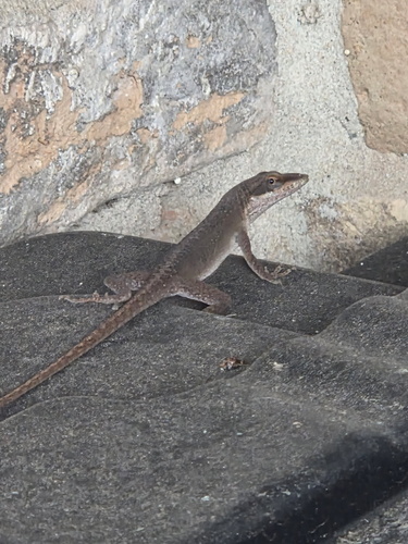 Anolis carolinensis observed 2026-10-29