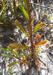 Pseudoselago ascendens