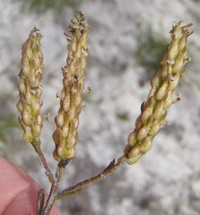 Pseudoselago ascendens
