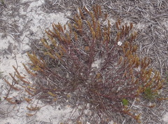 Pseudoselago ascendens