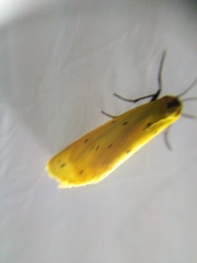 Setina roscida