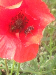 Lasioglossum sexnotatum