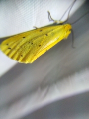 Setina roscida