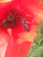 Lasioglossum sexnotatum