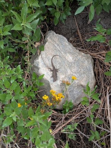 Sceloporus occidentalis observed 2026-10-29