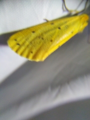 Setina roscida