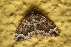 Lampropteryx suffumata