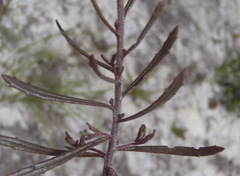 Pseudoselago ascendens