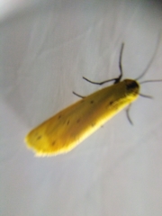 Setina roscida