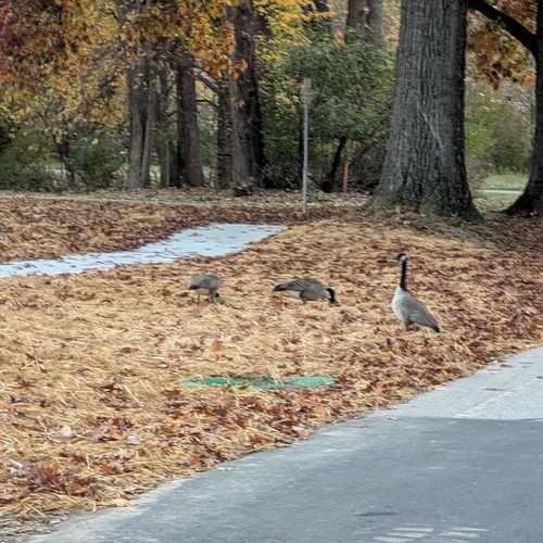Branta observed 2026-10-29