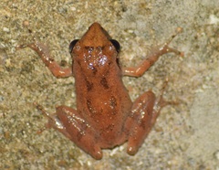 Pseudophilautus wynaadensis