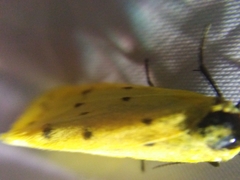 Setina roscida