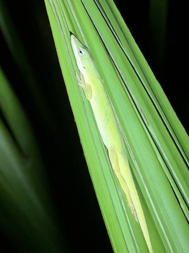 Anolis carolinensis observed 2026-10-29