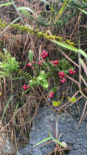Leptecophylla tameiameiae observed 2026-10-28