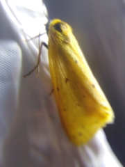 Setina roscida